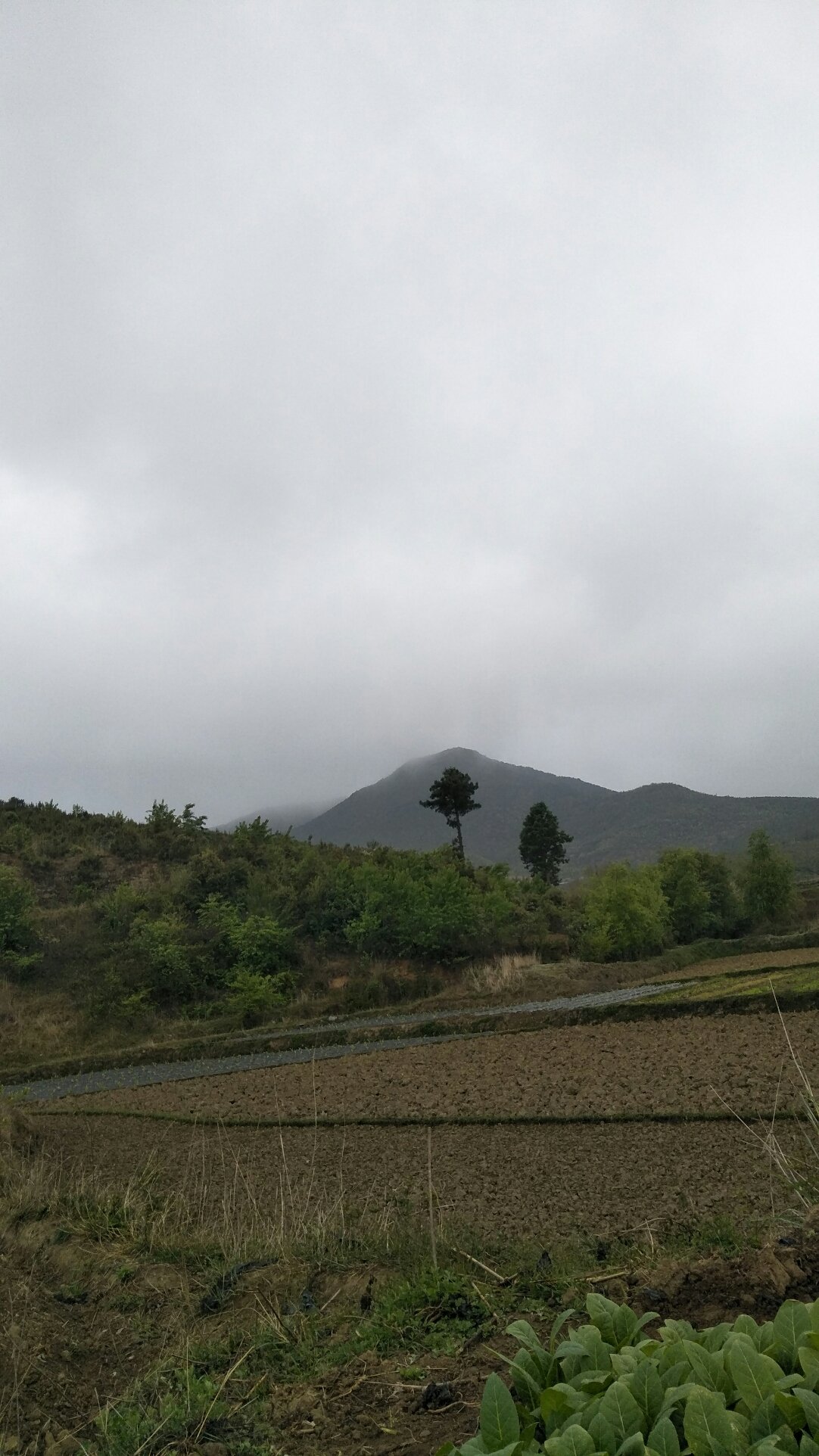 大马乡天气预报更新通知